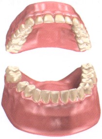 Anatomical drawing of upper and lower teeth and gums
